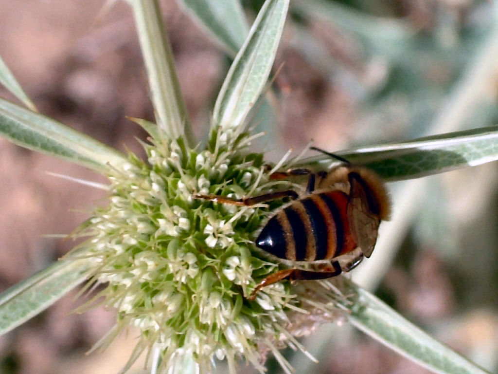 Oedemera: finalmente.. una delle mie sorelline...!